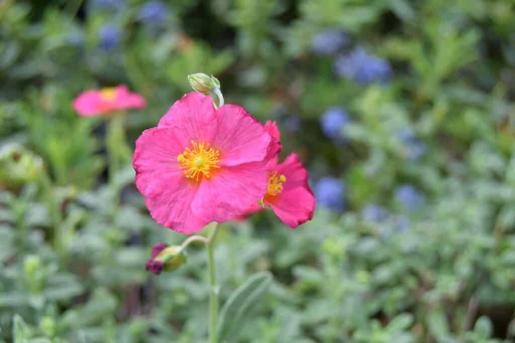 Helianthemum 'Ben Hope' ---